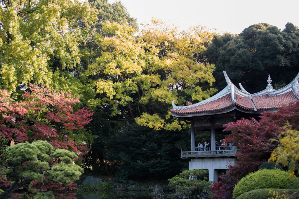 新宿御苑【旧御涼亭の紅葉】①20181201