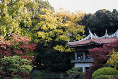 新宿御苑【旧御涼亭の紅葉】①20181201