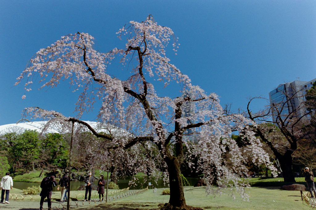 小石川後楽園【馬場桜】①20200320