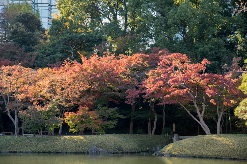 小石川後楽園【紅葉：紅葉林付近】20211128