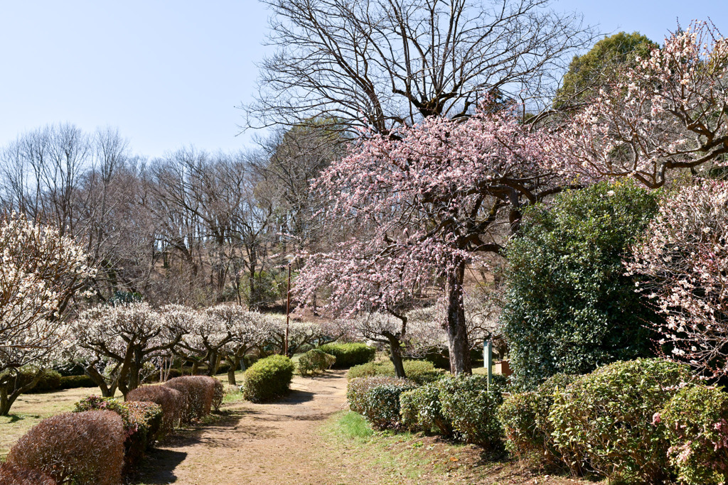 薬師池公園【梅園の眺め】①20250310