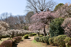 薬師池公園【梅園の眺め】①20250310