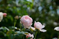 花菜ガーデン【秋パラ：チョーサー】20251027