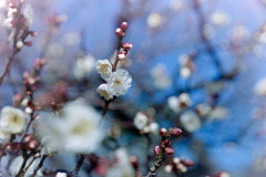 小田原FG【梅：八重野梅】③20190119