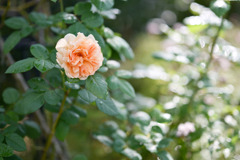 花菜ガーデン【秋パラ：チャールズ・オースチン】20251027