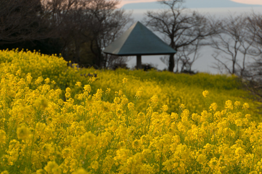 【吾妻山公園(公園の菜の花)】①20160111