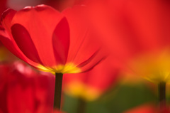 【昭和記念公園(オックスフォード)】④20150418