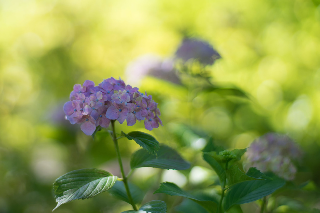 相模原北公園【紫陽花： センセーション】②20190616