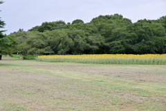 昭和記念公園【原っぱ東花畑のヒマワリ(24-70mm)】①20250807