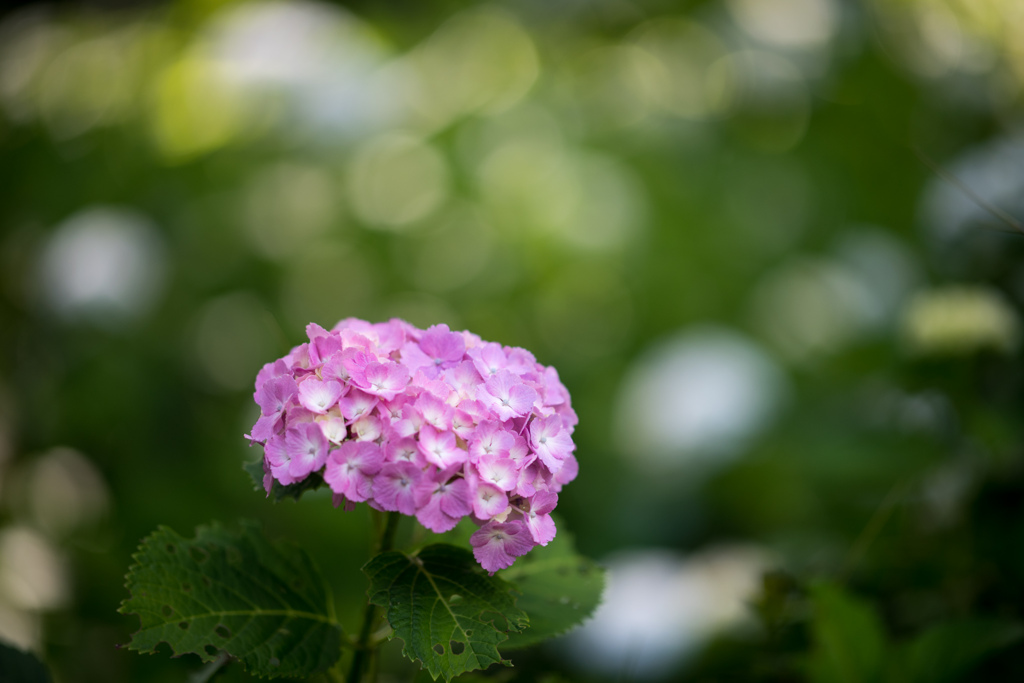 正覚寺【紫陽花(赤紫系)】②20220604