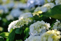 【紫陽花・シロテマリ】20140615
