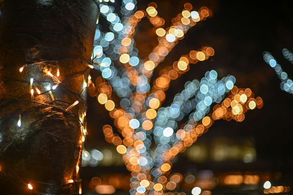 スキップ広場【Carl_Zeiss_50mm_f1.4】②20241217