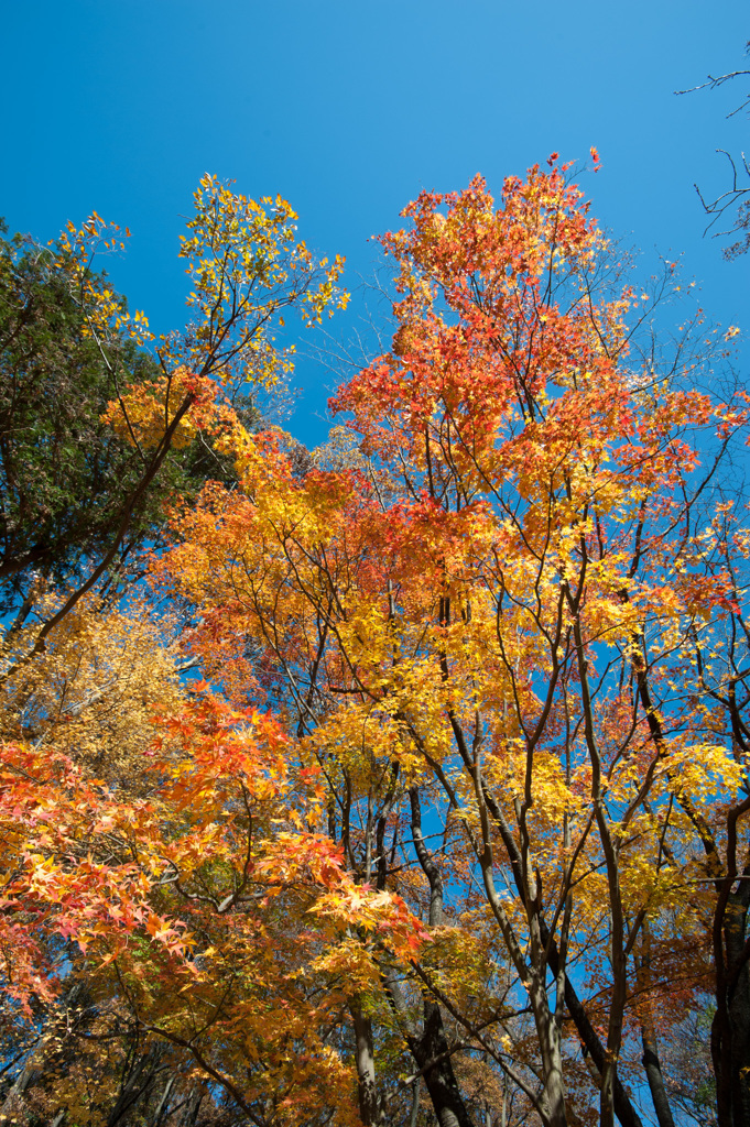 【薬師池公園：輝きの楓】①20141206