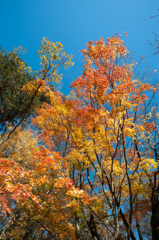 【薬師池公園：輝きの楓】①20141206