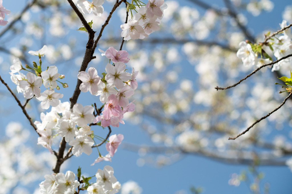 本牧山頂公園【サクラ：大島桜】①20200321