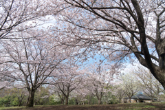 早朝ウォーキング桜巡り【都筑中央公園展望広場に咲く満開の桜】③20230324