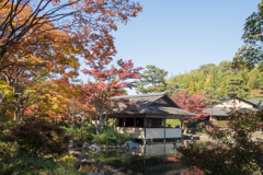 昭和記念公園【日本庭園：清池軒付近の紅葉】②20221108