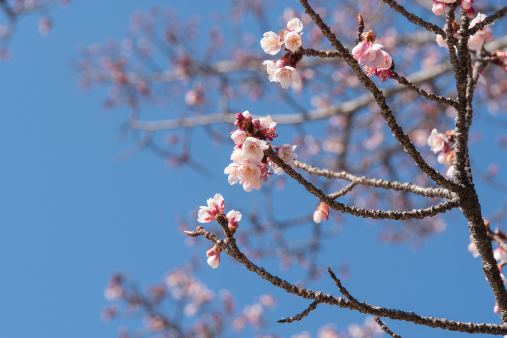 皇居東御苑【寒桜】①20190203
