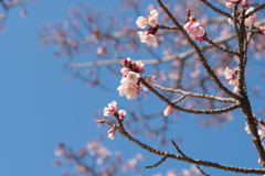 皇居東御苑【寒桜】①20190203
