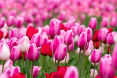 花菜ガーデン【チャペックの庭のチューリップ】④20191221