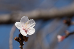 皇居東御苑【冬桜】②20190203