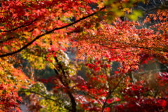 京都の紅葉【永観堂：寿橋西の庭付近】④20201126