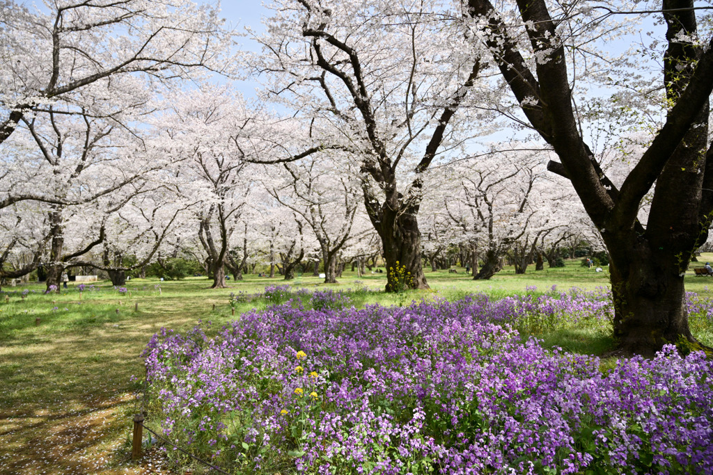 昭和記念公園【花の園（ムラサキハナナとサクラ）】③20250408