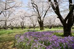 昭和記念公園【花の園（ムラサキハナナとサクラ）】③20250408