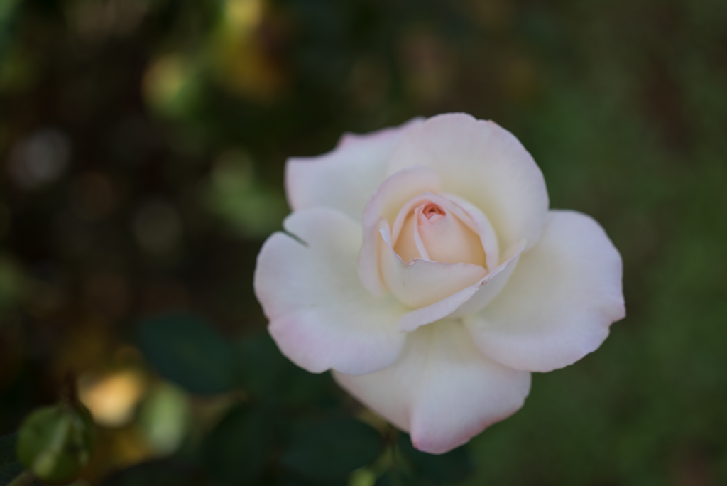 【京成バラ園(薔薇：キャロリーヌ・ドゥ・モナコ)】20161023