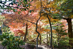 都内紅葉巡り【旧古河庭園：心字池周辺の紅葉】②20251128