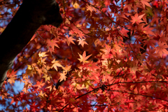 新宿御苑【上の池最後のモミジ】②20161210