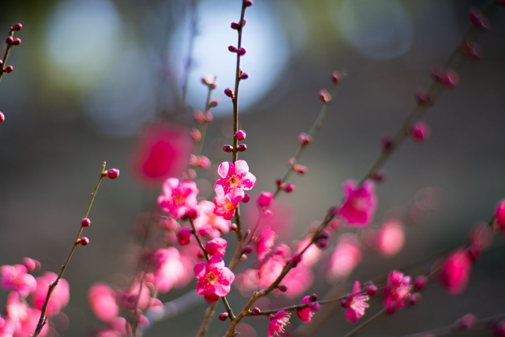 大倉山公園梅林【紅千鳥】②20220226