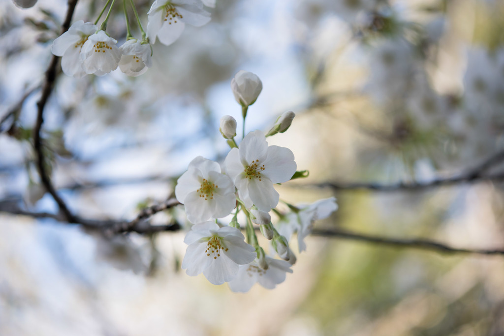 本牧山頂公園【桜：大島桜】②20180324