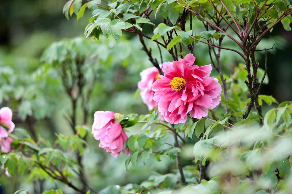 神代植物公園【ボタン：新七福神】①20240425