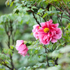 神代植物公園【ボタン：新七福神】①20240425