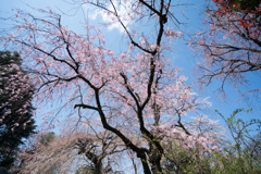 新宿御苑【桜：枝垂れ桜】20210323