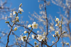 【小田原フラワーガーデン(一重緑萼)】②20150214