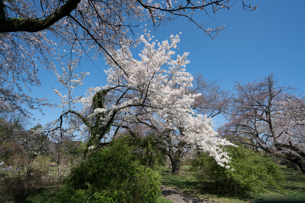 小石川植物園【桜：染井吉野(伊豆吉野)】20210323