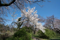 小石川植物園【桜：染井吉野(伊豆吉野)】20210323