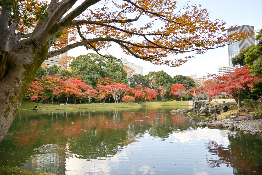 小石川後楽園【紅葉林付近】①20241202