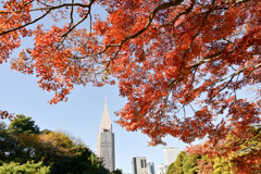 新宿御苑【日本庭園の紅葉】②20241206