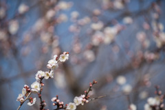 小田原FG【梅：輪違い】①20190224