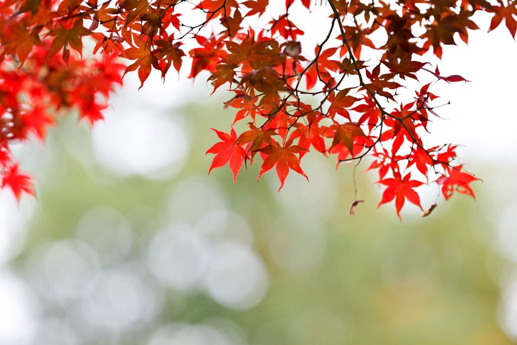 薬師池公園【薬師池と紅葉(アップ)】⑤20251119