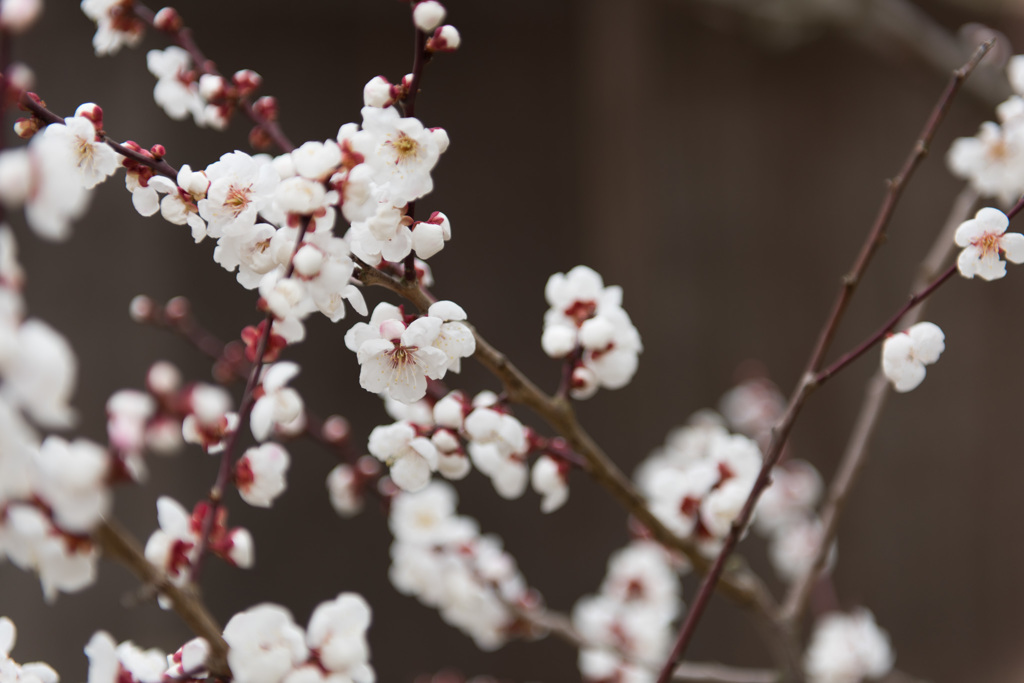 【小田原フラワーガーデン(谷の海)】①20150314