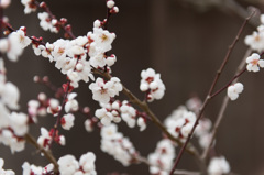 【小田原フラワーガーデン(谷の海)】①20150314