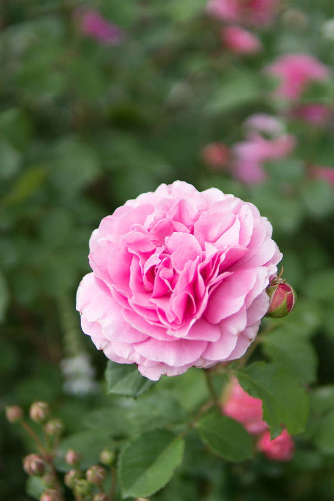 YEG【春バラ：プリンセス・アレキサンドラ・オブ・ケント】20190519