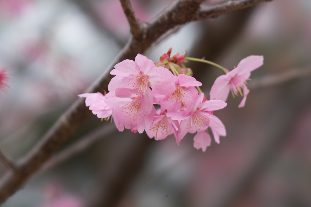 本牧山頂公園【サクラ：横浜緋桜】③20190330
