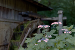 薬師池公園【菖蒲田付近のアジサイ】①20190623