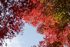 新宿御苑【下の池の紅葉】③20181201