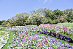 里山ガーデン【大花壇(遠景)】③20250415